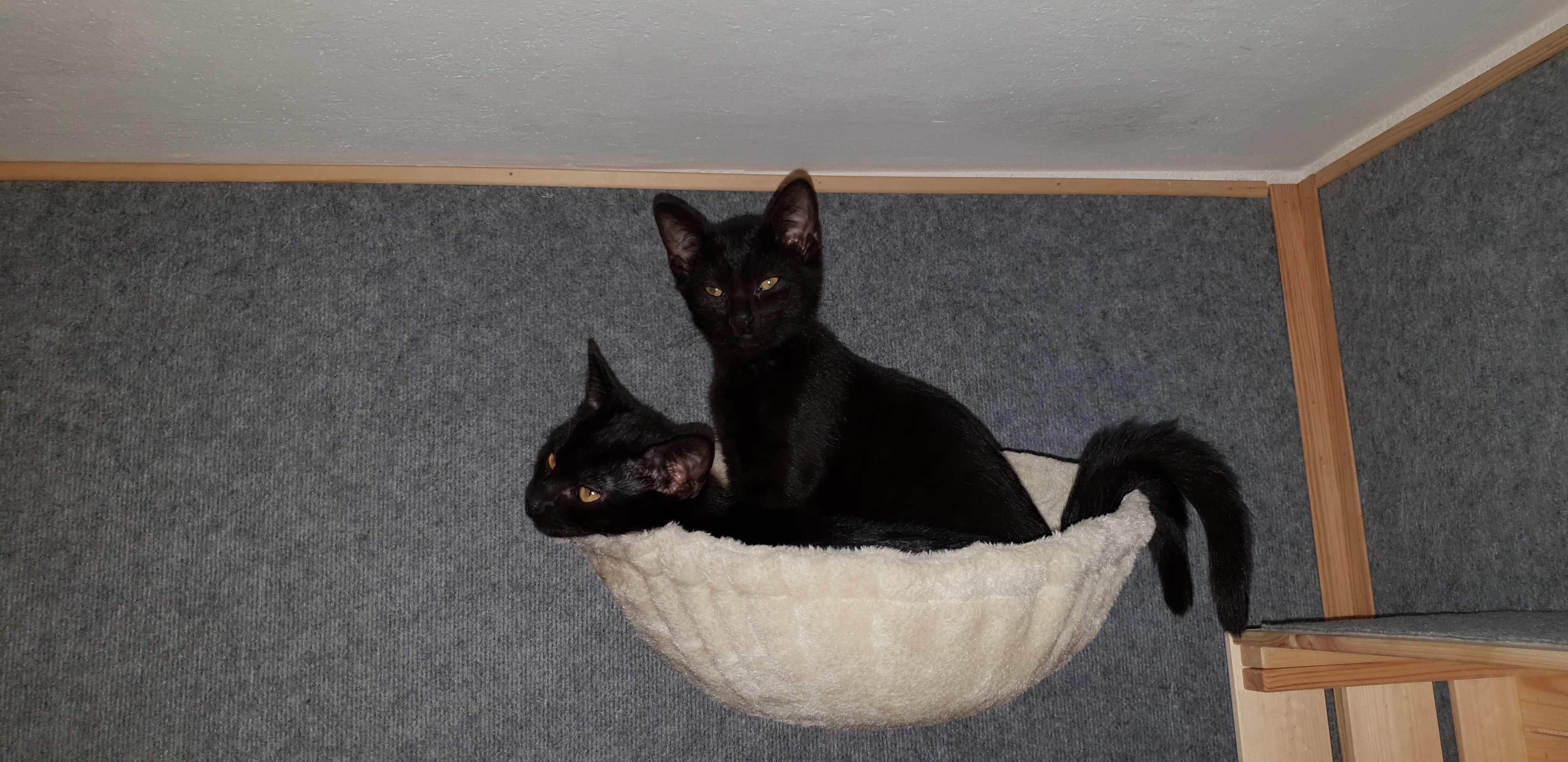 Luke & Leia in einer Kuschelschüssel